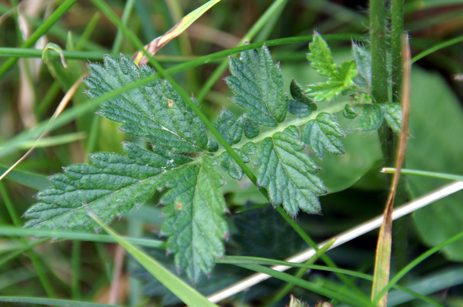 Church steeples,stickle wort